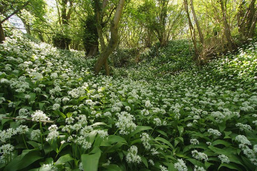 Allium ursinum